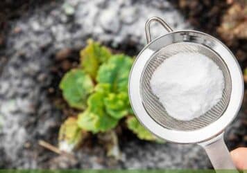 using baking soda in the garden