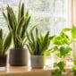 stunning houseplants - snake plants and pothos