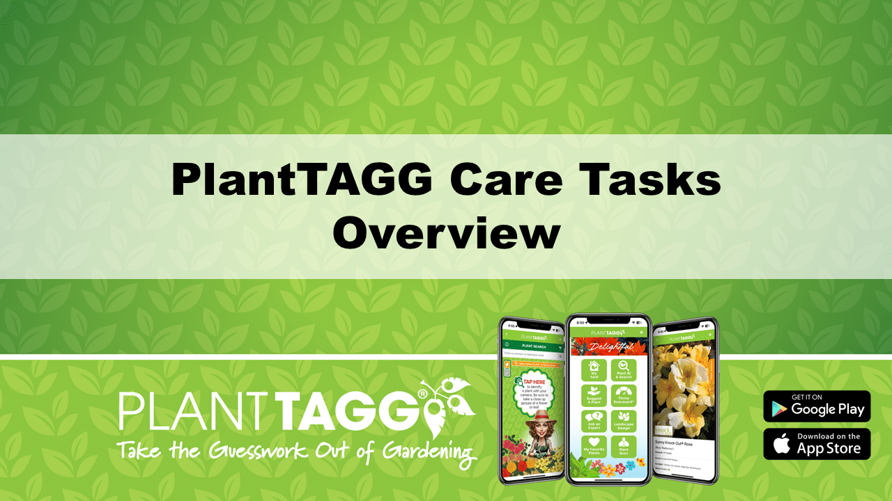 Plant Care Tasks Overview Video