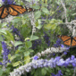 native plants and butterflies