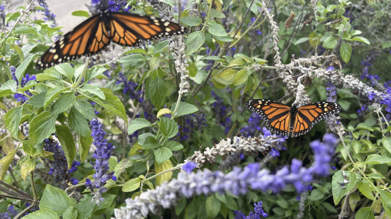 native plants and butterflies