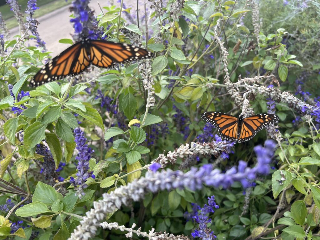 native plants attract butterflies