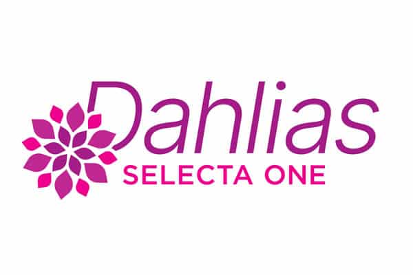 Ball_Dahlias