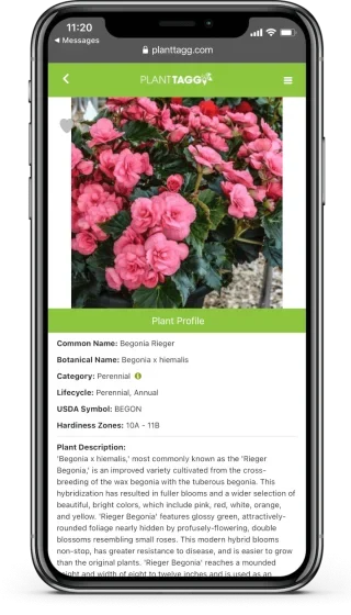 Begonia-Page-q3bihjguezzkf9s3cpdvc5hd8ed1xejjd0gd6aw8o0