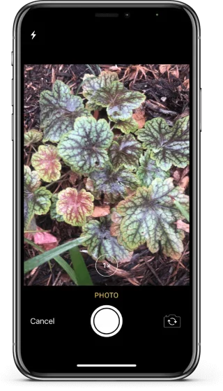 Plant-Pic-q3gh7zrqf09offdmo16hufux7nrhj2vhcli3vqgusg